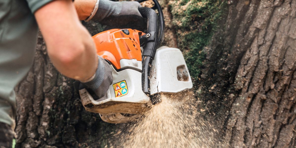 How Professional Tree Care Supports Healthier Outdoor Spaces